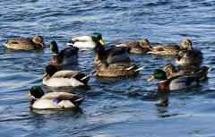 鴨子不停的擺頭，抖震、勾背的病因