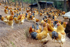 肉雞最頭疼的還是腺肌胃炎，到底該怎么解決？