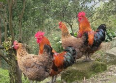 呼吸道看似小病，但是引起后期消瘦，采食下降