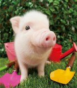 元旦、春節(jié)期間的生豬價(jià)格有望上漲么，能漲多