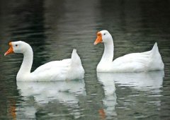 養(yǎng)鵝禁忌有哪些？看看你中了幾條！