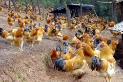 養(yǎng)雞過程中不能做的八件事，養(yǎng)殖戶要記牢！(技