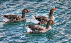 鴨子腿軟癱瘓一批鴨子出現(xiàn)兩三次這種情況！怎