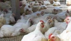 現(xiàn)在這個(gè)季節(jié)肉雞無(wú)法掙到錢？腺肌胃炎越來(lái)越