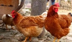 養(yǎng)雞過程中不能做的八件事，養(yǎng)殖戶要記牢！(技