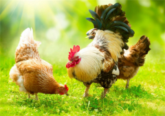 近期接到很多養(yǎng)殖朋友的留言，基本都是呼吸道