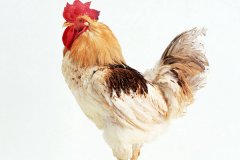 雞腺胃炎跟腸道混感治療方法?。夹g(shù)指導(dǎo)）