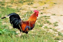 雞舍四季通風(fēng)管理措施，養(yǎng)雞戶要了解注意！