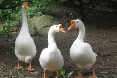 鵝漿膜炎爆發(fā)傷亡非?？?！病毒性，細(xì)菌性。