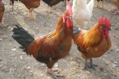 滑液囊支原體病程長，籠養(yǎng)雞不易被發(fā)現(xiàn)，經(jīng)常