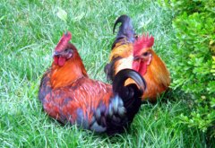 聽說現(xiàn)在球蟲發(fā)病率極高！傷亡也會出現(xiàn)！