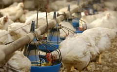 肉雞每天吃料都不跟天，一直找不到原因！知道