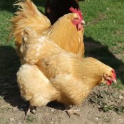 養(yǎng)雞過程中不能做的八件事，養(yǎng)殖戶要記牢！(技