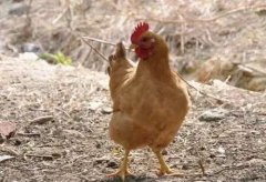 大腸桿菌能引發(fā)哪些疾病？（保存收藏）