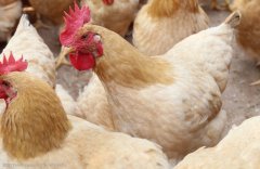 注意，肉雞呼吸道疾病這些聲音信號！