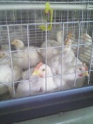 肉雞腺肌胃炎高發(fā)，養(yǎng)雞人認真看完這篇文章，